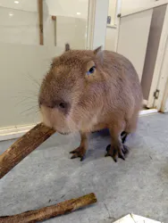 アニタッチみなとみらいに投稿された画像（2026/4/28）