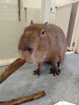 アニタッチみなとみらいに投稿された画像（2026/4/28）