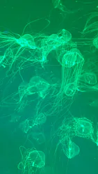 アクアワールド茨城県大洗水族館に投稿された画像（2026/4/28）