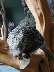 カワスイ 川崎⽔族館に投稿された画像（2026/4/28）