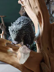 カワスイ 川崎⽔族館に投稿された画像（2026/4/28）