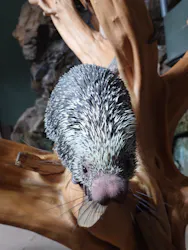 カワスイ 川崎⽔族館に投稿された画像（2026/4/28）