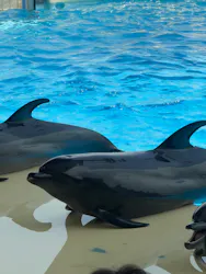 マリンワールド海の中道に投稿された画像（2026/4/28）