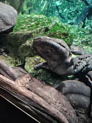 京都水族館に投稿された画像（2026/4/28）