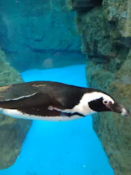 京都水族館に投稿された画像（2026/4/28）