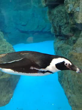 京都水族館に投稿された画像（2026/4/28）