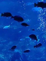 京都水族館に投稿された画像（2026/4/28）