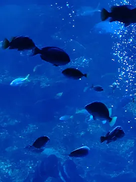 京都水族館に投稿された画像（2026/4/28）