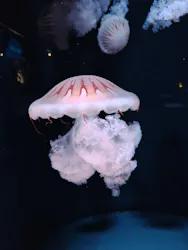 京都水族館に投稿された画像（2026/4/28）