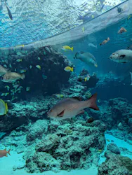 沖縄美ら海水族館に投稿された画像（2026/4/28）