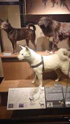 国立科学博物館に投稿された画像（2026/4/28）