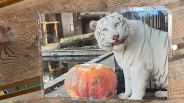 宇都宮動物園に投稿された画像（2026/4/29）