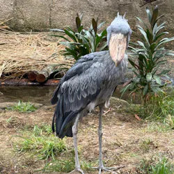 那須どうぶつ王国に投稿された画像（2026/4/29）