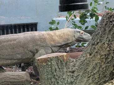 名古屋市東山動植物園に投稿された画像（2026/4/29）