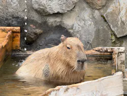 那須どうぶつ王国に投稿された画像（2026/4/29）