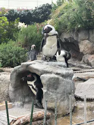 サンシャイン水族館に投稿された画像（2026/4/29）