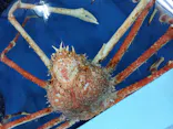 竹島水族館に投稿された画像（2026/4/29）