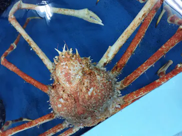 竹島水族館に投稿された画像（2026/4/29）