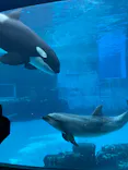 名古屋港水族館に投稿された画像（2026/4/29）