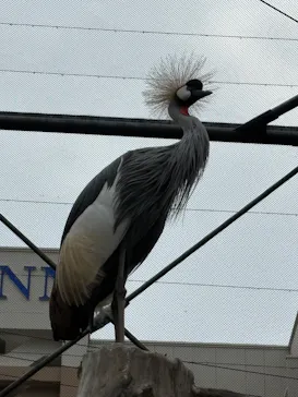 天王寺動物園に投稿された画像（2026/4/29）