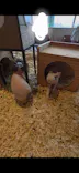 Moff animal cafe 小田原ダイナシティ店に投稿された画像（2026/4/29）