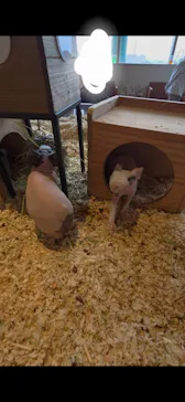 Moff animal cafe 小田原ダイナシティ店に投稿された画像（2026/4/29）
