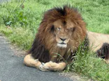多摩動物公園 ライオンバス乗車券に投稿された画像（2026/4/29）