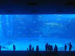 沖縄美ら海水族館に投稿された画像（2026/4/29）
