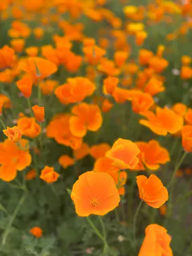 万博記念公園に投稿された画像（2026/4/29）