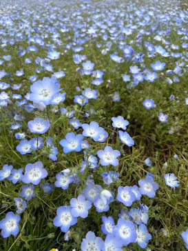 万博記念公園に投稿された画像（2026/4/29）