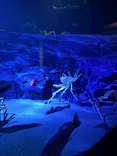 竹島水族館に投稿された画像（2026/4/29）