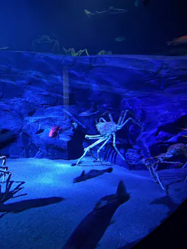 竹島水族館に投稿された画像（2026/4/29）
