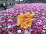 富士芝桜まつり(富士本栖湖リゾート)に投稿された画像（2026/4/29）