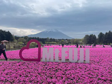 富士芝桜まつり(富士本栖湖リゾート)に投稿された画像（2026/4/29）