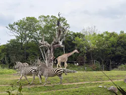 天王寺動物園に投稿された画像（2026/4/29）