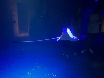 大分マリーンパレス水族館 「うみたまご」に投稿された画像（2026/4/29）