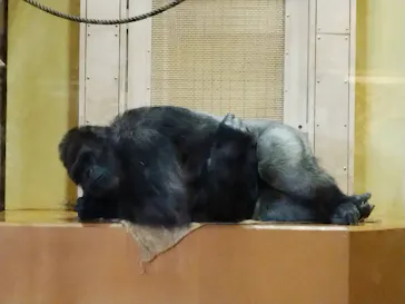 名古屋市東山動植物園に投稿された画像（2026/4/29）