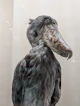 特別展「鳥 ～ゲノム解析が解き明かす新しい鳥類の系統～」に投稿された画像（2026/4/29）