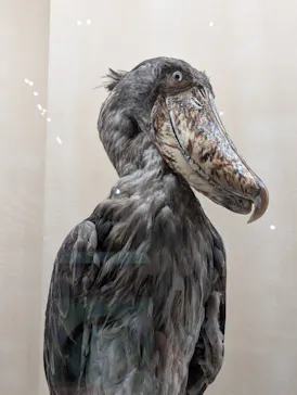 特別展「鳥 ～ゲノム解析が解き明かす新しい鳥類の系統～」に投稿された画像（2026/4/29）
