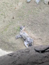 天王寺動物園に投稿された画像（2026/4/29）