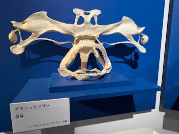 特別展「超危険生物展　科学で挑む生き物の本気」に投稿された画像（2026/4/29）