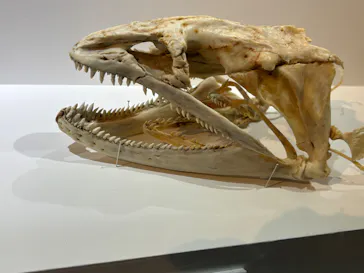 特別展「超危険生物展　科学で挑む生き物の本気」に投稿された画像（2026/4/29）