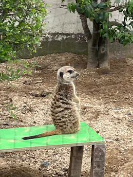 東武動物公園に投稿された画像（2026/4/29）