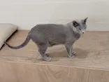 Cat Café MOFF つかしん店に投稿された画像（2026/4/29）