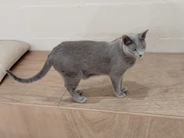 Cat Café MOFF つかしん店に投稿された画像（2026/4/29）