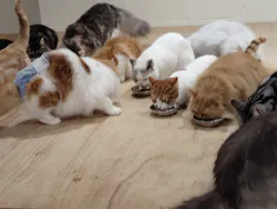 Cat Café MOFF つかしん店に投稿された画像（2026/4/29）