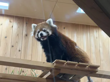 名古屋市東山動植物園に投稿された画像（2026/4/29）