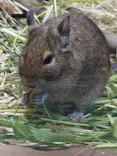 恩賜上野動物園に投稿された画像（2026/4/29）