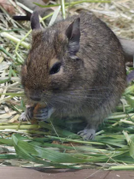 恩賜上野動物園に投稿された画像（2026/4/29）