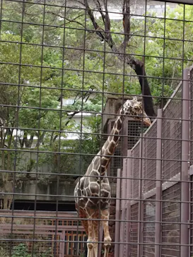 恩賜上野動物園に投稿された画像（2026/4/29）